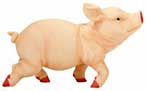 Pig running